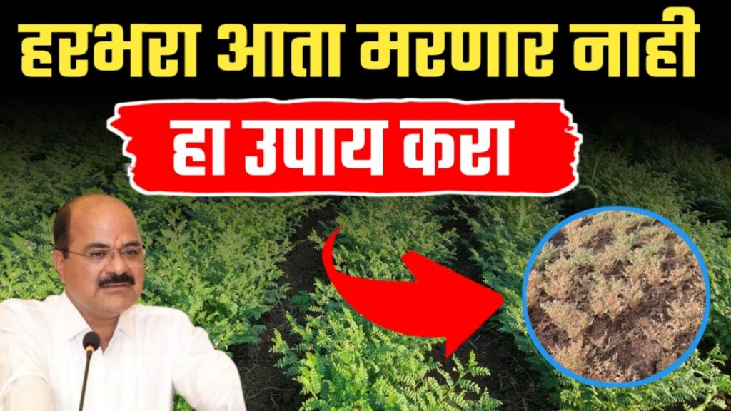 हरभरा मर होणारच नाही हा उपाय करा, गजानन जाधव यांचा कृषी सल्ला.