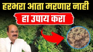 हरभरा मर होणारच नाही हा उपाय करा, गजानन जाधव यांचा कृषी सल्ला.