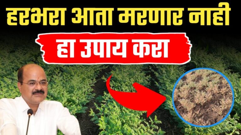 हरभरा मर होणारच नाही हा उपाय करा, गजानन जाधव यांचा कृषी सल्ला.
