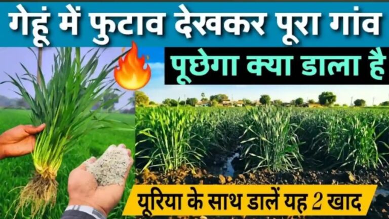 गेहूं की फसल में पहला पानी पर डाले ये 2 खाद, खेत कल्लो से भर जायेगा