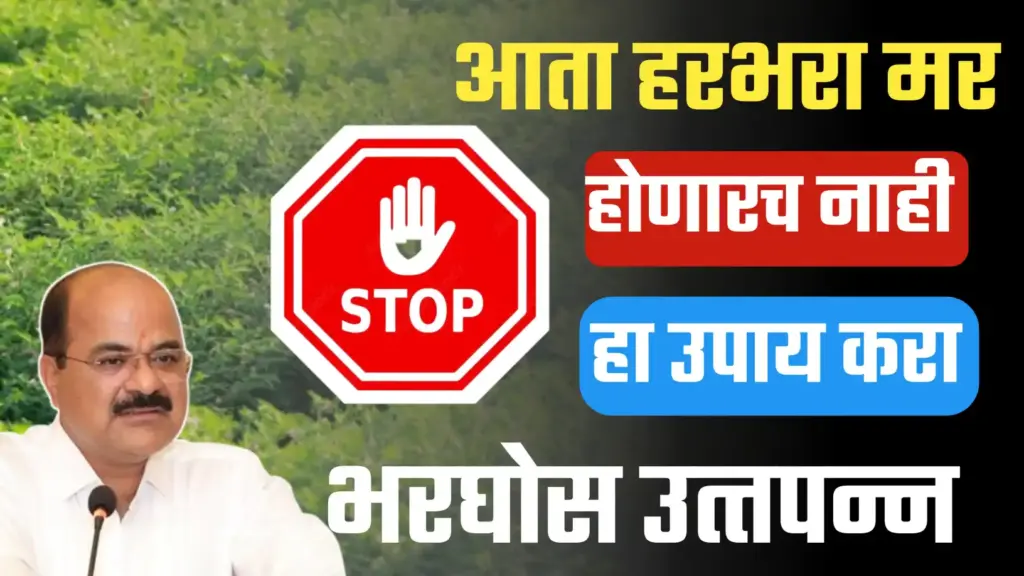 हरभरा मर होणारच नाही हा उपाय करा, गजानन जाधव यांचा कृषी सल्ला.