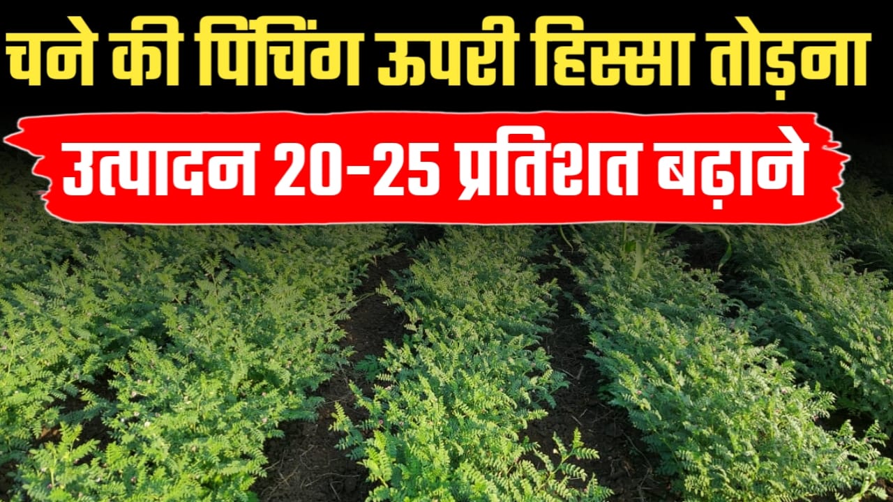 चने की पिंचिंग